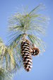 Pine Cone